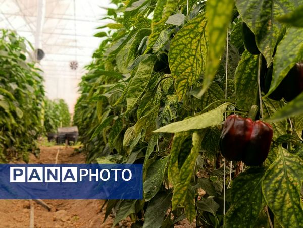 فاز دوم مجتمع گلخانه‌ای لردگان، آغاز فصل جدیدی در کشاورزی پایدار