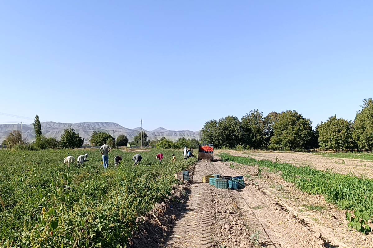 کشاورزی مدرن؛ راه حل کم‌آبی در روستای اسلام آباد سملقان 

