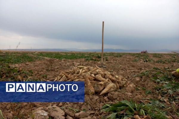 برداشت چغندرقند در روستای مفرنقا