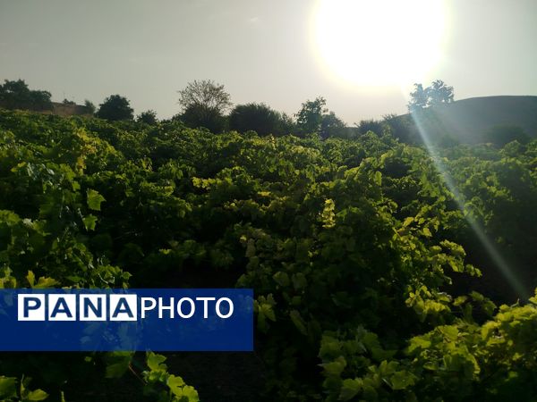 گزکوه، قطب انگور خراسان شمالی 