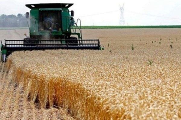 آغاز برداشت جو در خراسان‌شمالی