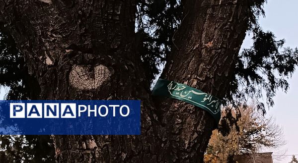 دختران شاهد فاطمه‌زهرا(س) در گلزار شهدا، قبور مطهر را به رنگ عشق آراستند