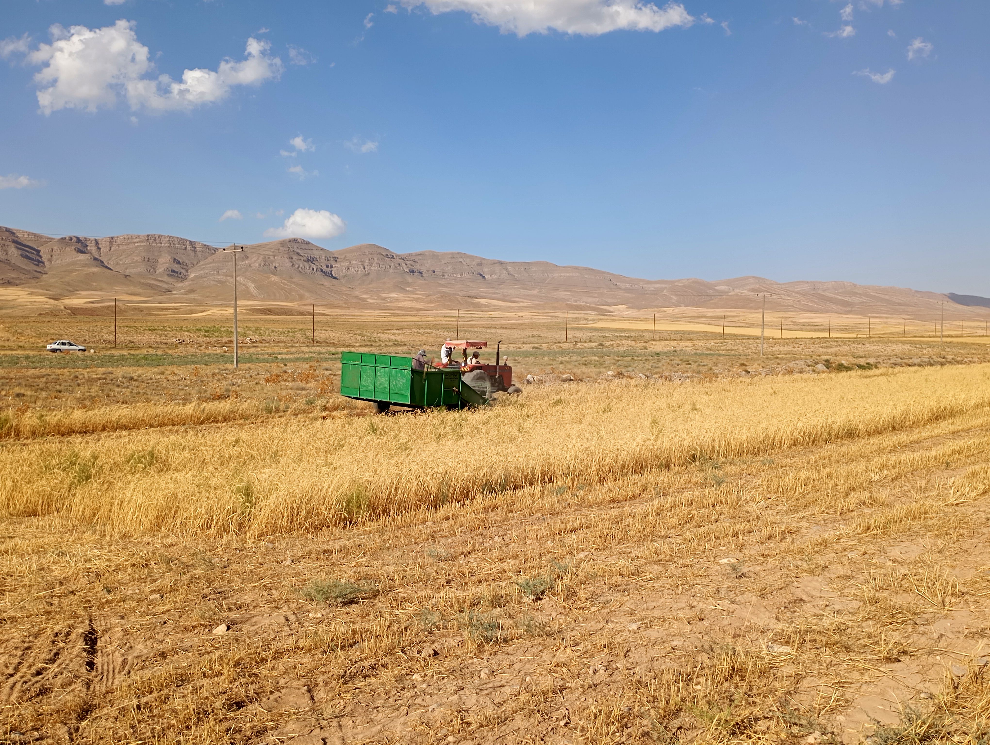 پیش‌بینی تحقق ۸۰ درصدی برنامه تولید بذر گواهی شده گندم