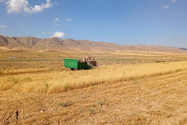 پیش‌بینی تحقق ۸۰ درصدی برنامه تولید بذر گواهی شده گندم