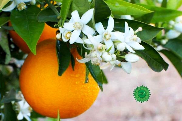 عطر بهار نارنج در تقویم