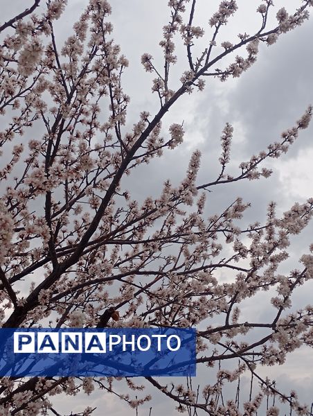  شکوفه های بهاری در روستای گزکوه