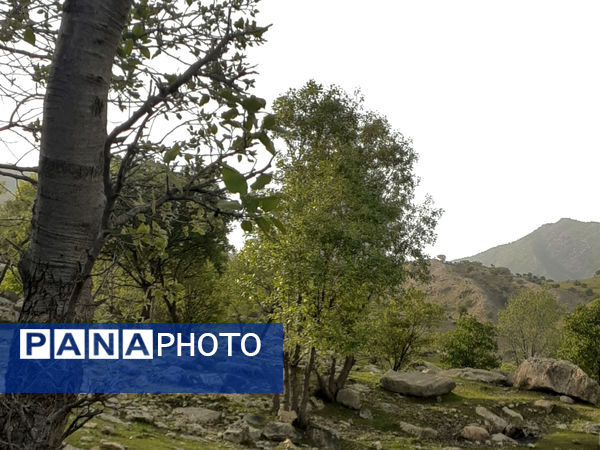طبیعت بسیار خاص منطقه زیودار شهرستان معمولان