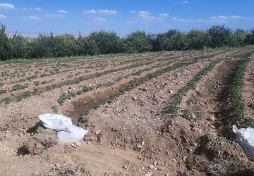 گوجه‌فرنگی؛ الماس قرمز گلدشت زیر سایه کم‌آبی