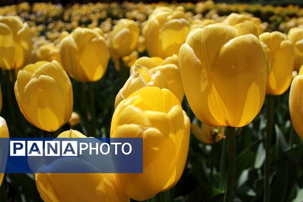 حال و هوای جشنواره  لاله‌های کرج 