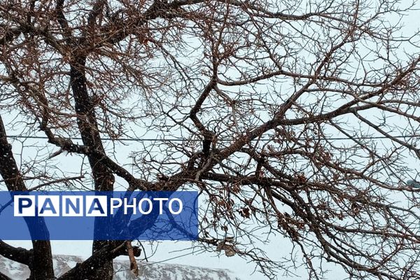 برف و بارانی همراه با شادی در شهرستان زاوه