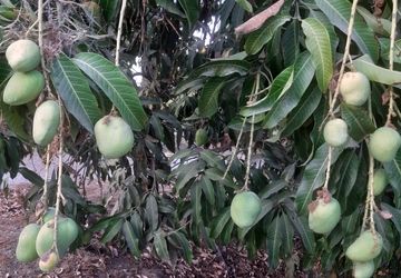 برداشت انبه از یک هزار و ۸۰۰ هکتار زمین‌‌‌های زیر کشت میناب آغاز شده‌‌‌‌است