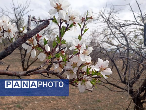  شکوفه های بهاری در روستای گزکوه