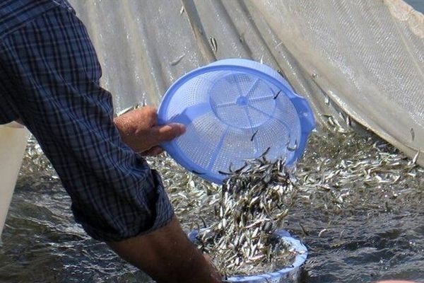 باران ماهی‌ها بر بستر رودخانه‌ها