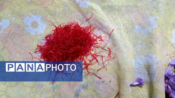 فدافن روستایی که زعفرانش با تشنگی خاک قصه‌ای تلخ نوشت