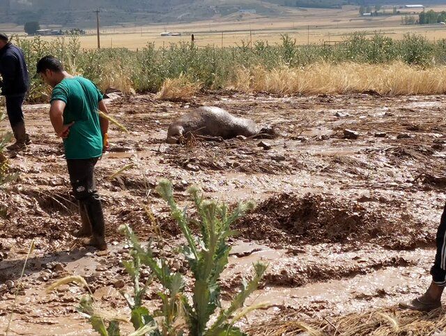 بروز سیل و خسارت مالی به دام‌ها و اراضی کشاورزی در روستاهای مازندران