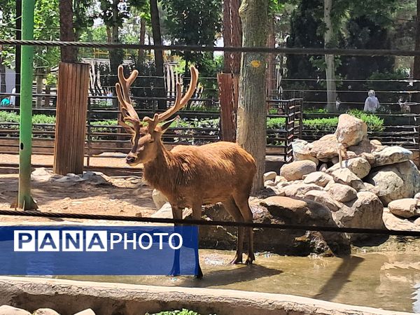 بازدید از باغ وحش ارم ،تجربه‌ای بی‌نظیر در دنیای شگفت‌انگیز حیوانات 