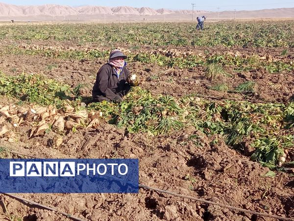 برداشت چغندر قند از مزارع دشت گل آغاز شد