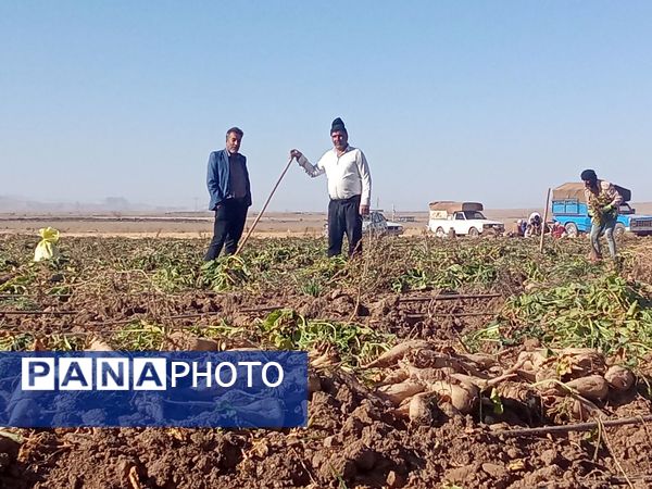برداشت چغندر قند از مزارع دشت گل آغاز شد