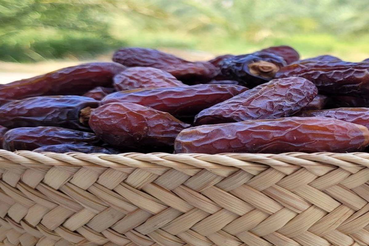 آغاز برداشت خرمای پیارم در حاجیآباد