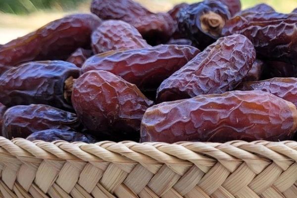 آغاز برداشت خرمای پیارم در حاجی‌آباد 