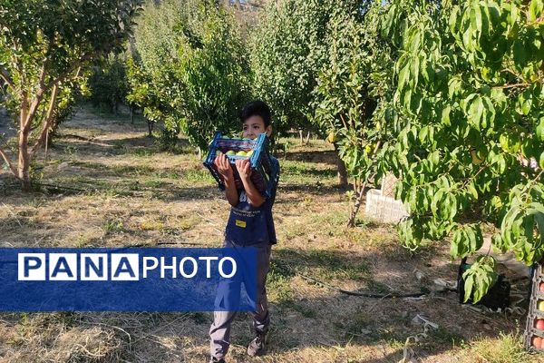 فصل برداشت میوه های پاییزی در شهر زیبای بار نیشابور.