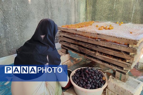 فصل برداشت میوه های پاییزی در شهر زیبای بار نیشابور.