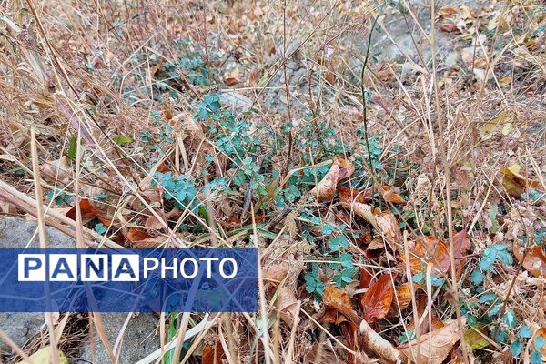 چهره شفاف و دل انگیز شهربارنیشابور با بارش  باران پاییزی  