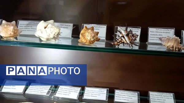 بازدید مدرسه ساره از پارک موزه علوم زمین