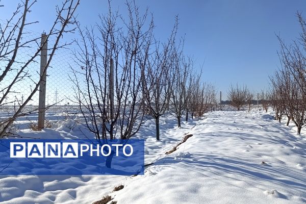 منظره زیبای برف پاییزی در باغات شهرستان نیشابور 