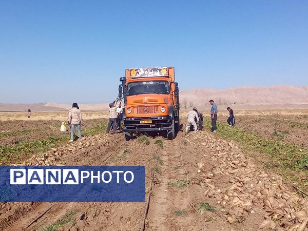 برداشت چغندر قند از مزارع دشت گل آغاز شد