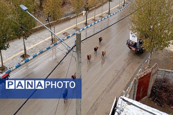 اولین باران پاییزی قابی شفاف از پاییز  رنگارنگ را در شهر زیبای بار رقم زد