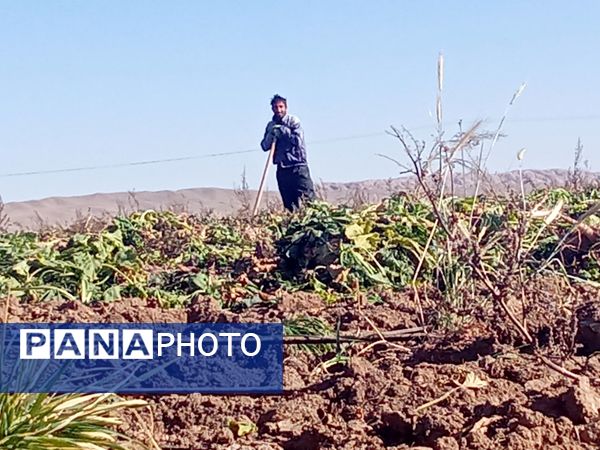 برداشت چغندر قند از مزارع دشت گل آغاز شد
