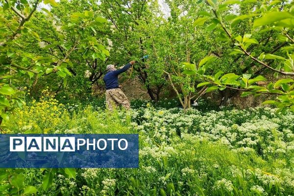 شهر زیبای بار، بهشت نیشابور