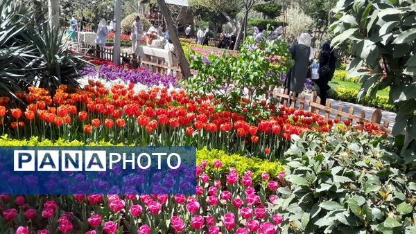 جلوه‌گری رنگ‌ها در دل بهار در یازدهمین جشنواره لاله‌ها در پارک چمران کرج