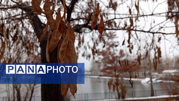 گرداب بن زیر چتر سپید برف