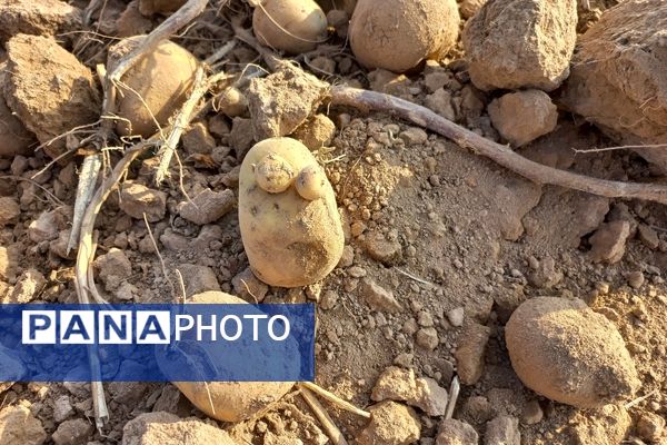 برداشت محصول سیب زمینی در روستای داغیان