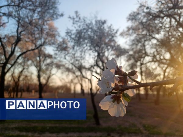 طبیعت با شکوفه‌های رنگارنگ به استقبال نوروز آمد