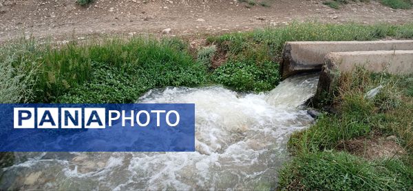 برنج‌کاری در لردگان؛ نماد زندگی و فرهنگ محلی