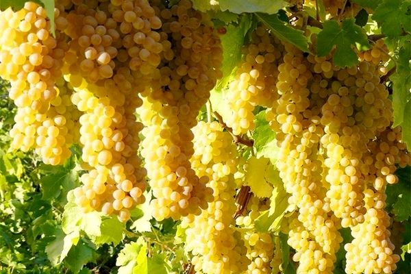  برداشت محصول دیم مرغوب آغاز شد