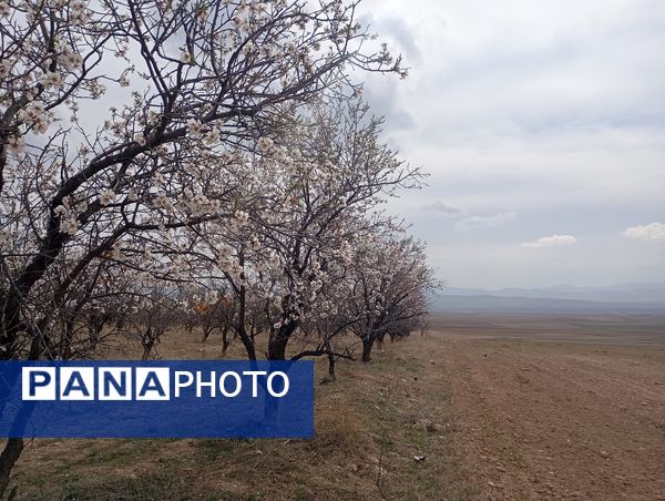  شکوفه های بهاری در روستای گزکوه