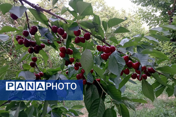 جلوه‌هایی از طبیعت تابستانی خلجستان و جعفرآباد قم