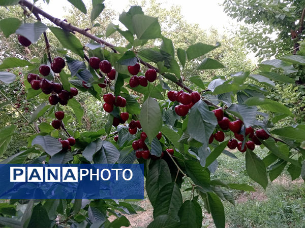 جلوه‌هایی از طبیعت تابستانی خلجستان و جعفرآباد قم