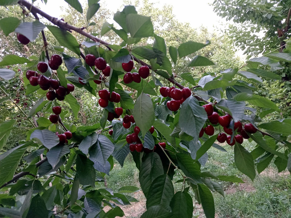 جلوه‌هایی از طبیعت تابستانی خلجستان و جعفرآباد قم