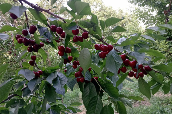 جلوه‌هایی از طبیعت تابستانی خلجستان و جعفرآباد قم