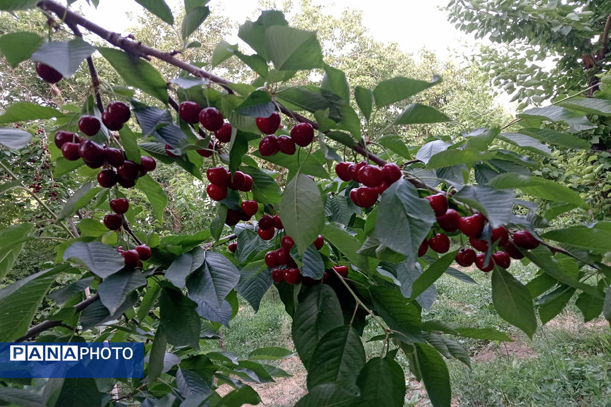 جلوه‌هایی از طبیعت تابستانی خلجستان و جعفرآباد قم