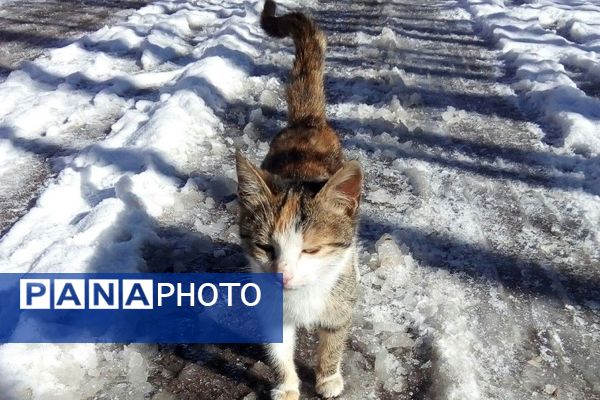 اولین برف زمستانی در بار