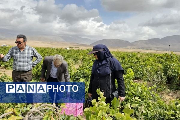 کیل گیری محصولات کشاورزی در شهرستان فاروج