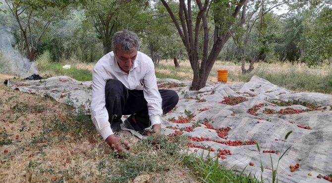 برداشت آلوچه از باغات روستای مارکده 