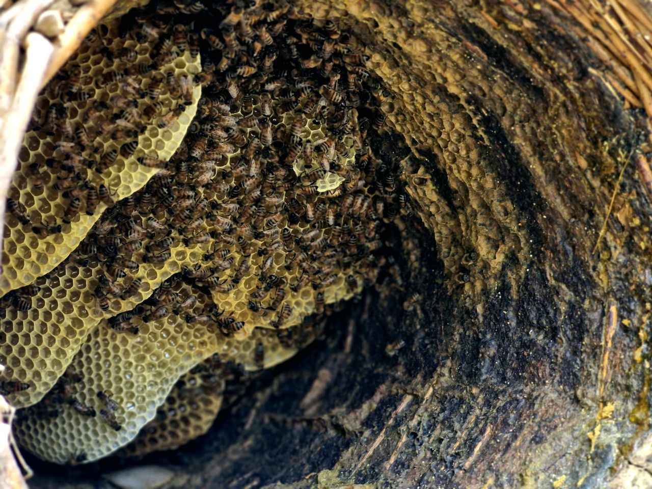 کندوها ؛ کارخانه های زنده طبیعت