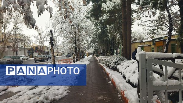 درختان طلایی ، سفید پوش شدند 